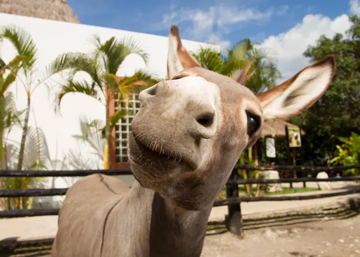 Sandos Caracol Nature & Water Park (adults Only) Resort